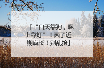 “白天靠狗，晚上靠灯”！菌子近期疯长！别乱捡