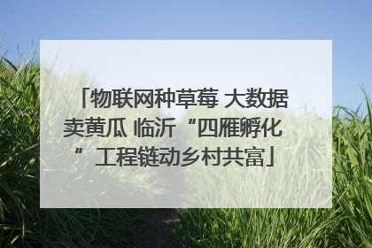 物联网种草莓 大数据卖黄瓜 临沂“四雁孵化”工程链动乡村共富