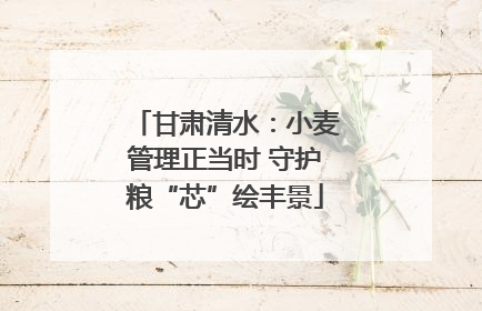 甘肃清水：小麦管理正当时 守护粮“芯”绘丰景