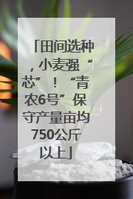 田间选种，小麦强“芯”！“青农6号”保守产量亩均750公斤以上