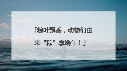 粽叶飘香，动物们也来“粽”享端午！