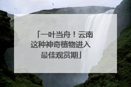 一叶当舟！云南这种神奇植物进入最佳观赏期