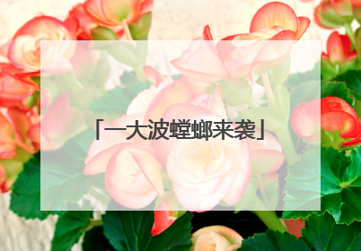 一大波螳螂来袭