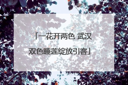 一花开两色 武汉双色睡莲绽放引客