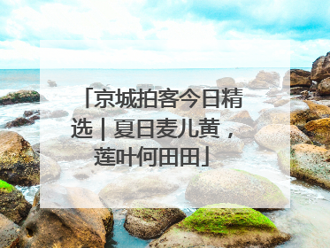 京城拍客今日精选｜夏日麦儿黄，莲叶何田田