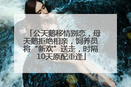 公天鹅移情别恋，母天鹅拒绝相亲，饲养员将“新欢”送走，时隔10天原配重逢