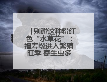 别碰这种粉红色“水草花”：福寿螺进入繁殖旺季 寄生虫多达6000条
