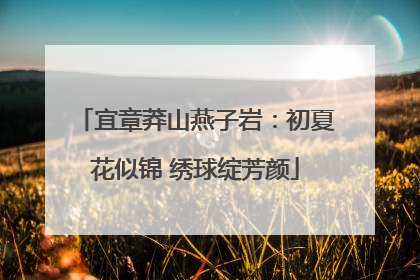 宜章莽山燕子岩：初夏花似锦 绣球绽芳颜