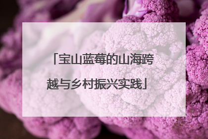 宝山蓝莓的山海跨越与乡村振兴实践