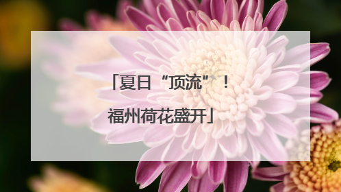 夏日“顶流”！福州荷花盛开