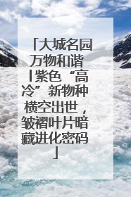 大城名园 万物和谐│紫色“高冷”新物种横空出世，皱褶叶片暗藏进化密码