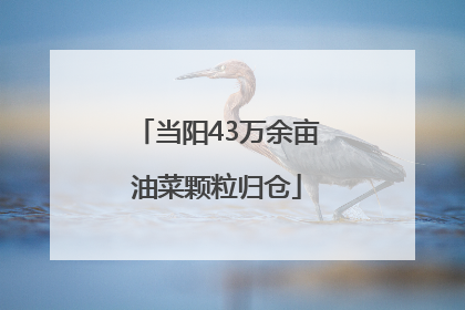当阳43万余亩油菜颗粒归仓