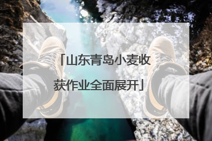 山东青岛小麦收获作业全面展开