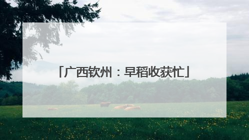 广西钦州：早稻收获忙