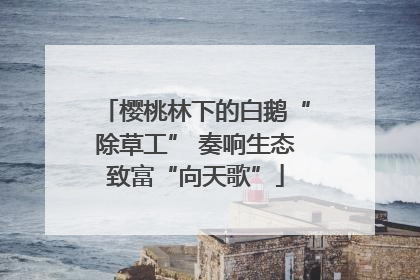 樱桃林下的白鹅“除草工” 奏响生态致富“向天歌”