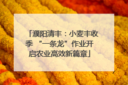 濮阳清丰：小麦丰收季 “一条龙”作业开启农业高效新篇章