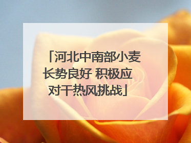 河北中南部小麦长势良好 积极应对干热风挑战