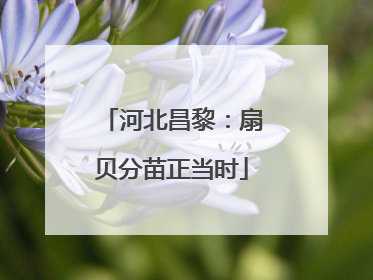 河北昌黎：扇贝分苗正当时