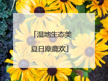 湿地生态美 夏日麋鹿欢
