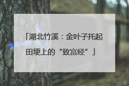 湖北竹溪：金叶子托起田埂上的“致富经”