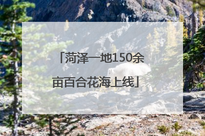 菏泽一地150余亩百合花海上线