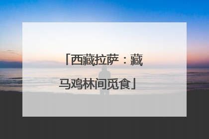 西藏拉萨：藏马鸡林间觅食