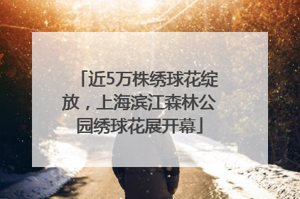 近5万株绣球花绽放，上海滨江森林公园绣球花展开幕