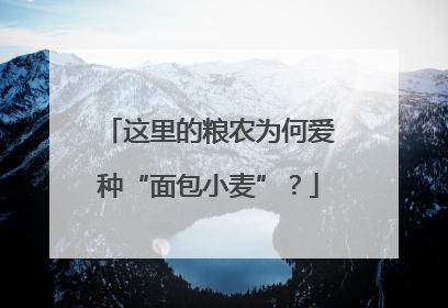 这里的粮农为何爱种“面包小麦”？