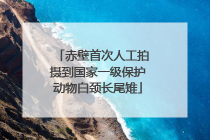 赤壁首次人工拍摄到国家一级保护动物白颈长尾雉