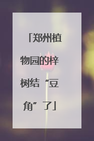 郑州植物园的梓树结“豆角”了