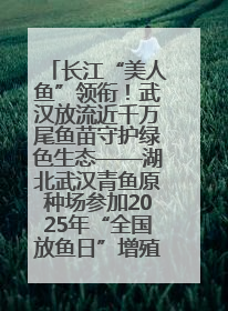 长江“美人鱼”领衔！武汉放流近千万尾鱼苗守护绿色生态——湖北武汉青鱼原种场参加2025年“全国放鱼日”增殖放流活动