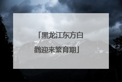 黑龙江东方白鹳迎来繁育期